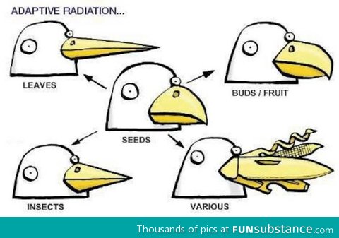 A bird's beak shows what they eat