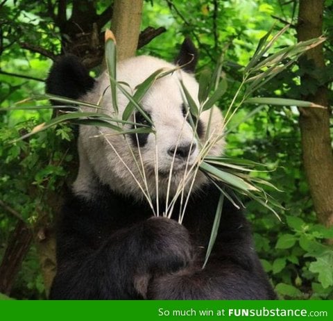 I know it is hard to believe, but there is in fact a panda in this photo