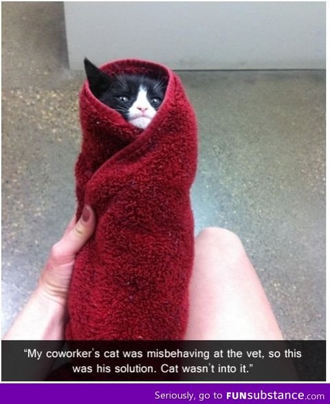 Cat in towel