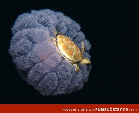 Turtle riding on a jellyfish