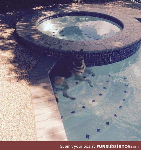 My dog escaped the yard today and my neighbor sent me this picture.