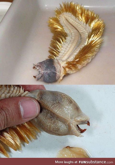 The Antarctic Scale Worm aka Golden Worm is a bizarre marine creature found in oceans