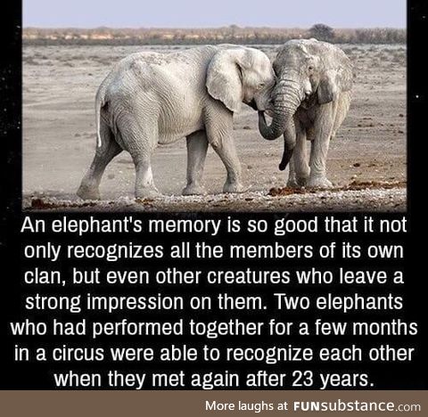 An elephant's memory