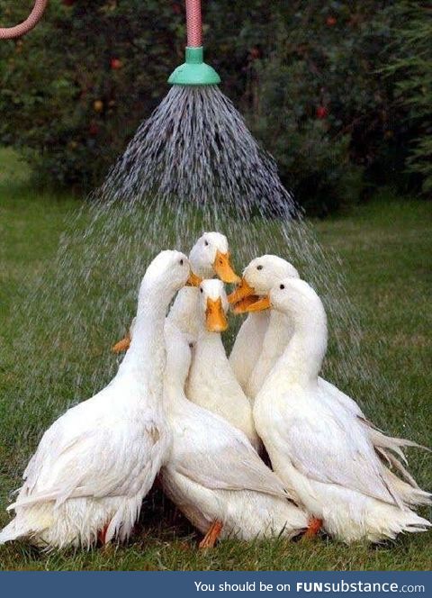 Bonus: Ducks Having a Shower