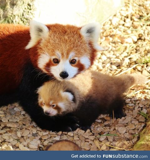 In case you haven't seen a baby red panda