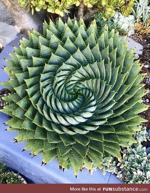 Looking down on top of an aloe plant