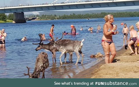 Reindeers enjoying summer in Rovaniemi, Finland