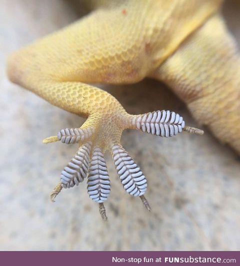 Foot of a gecko