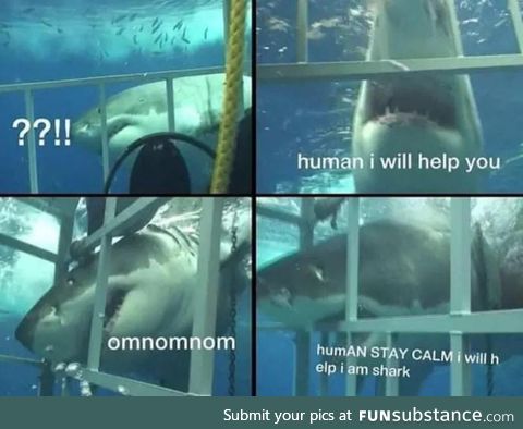 Sharks are good people