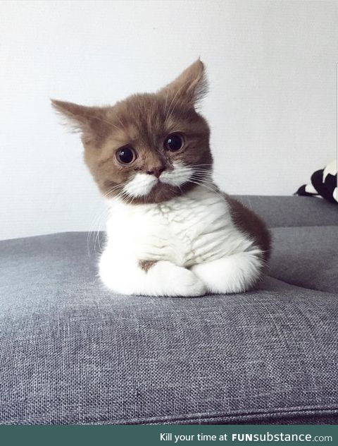 Moustache kitty