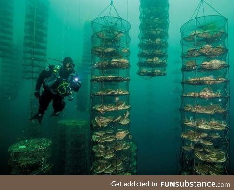 Scallop farming is eerie