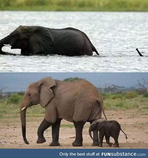 Baby elephant crossing river with mom