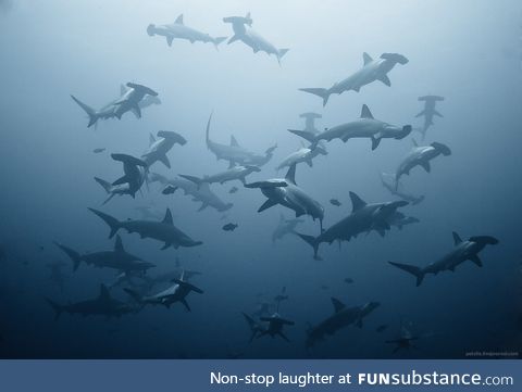 Hammerhead sharks nailing this group photo