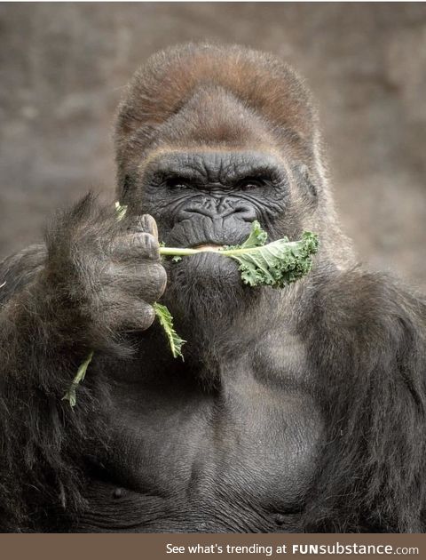 Gorilla eating his veg