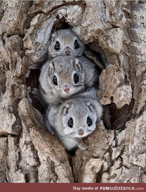 More Japanese Dwarf Flying Squirrels (they're stackable!)