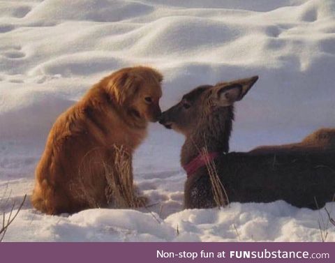 You are not doggo but I love you plenty