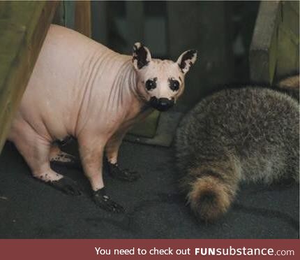 This is a raccoon without fur