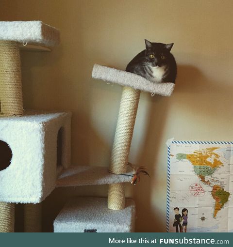 My cat may be getting too fat