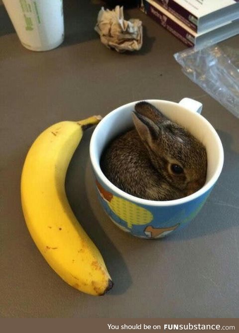 The best part of waking up is a bunny in your cup