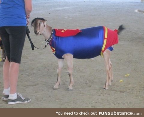 This Goat's not just Great, he's Super