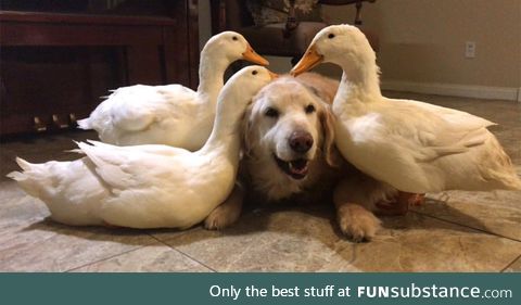 Ducks attack a dog...with love