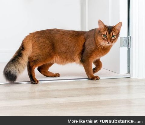 Somali cat looks kinda like a fox