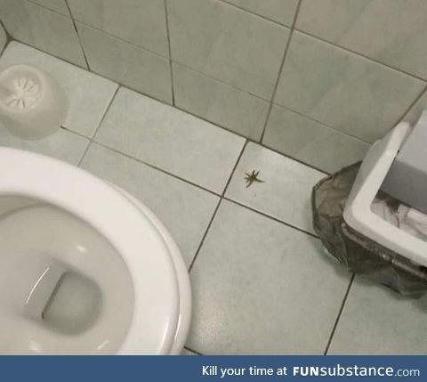 Dear person who left the green bit of a tomato on the floor in the toilet, f**k you