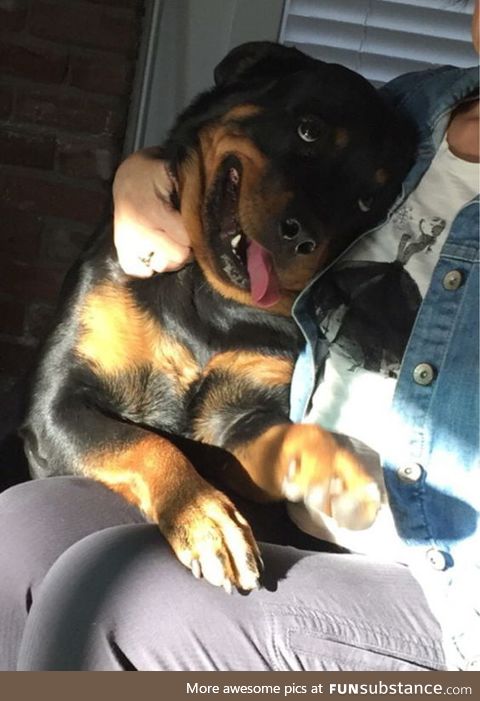 Everyone knows that rottweilers are scary