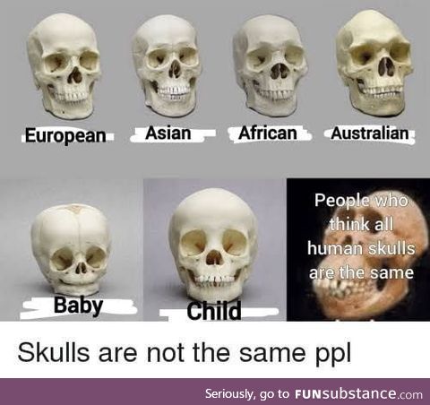 All humans skulls are the same