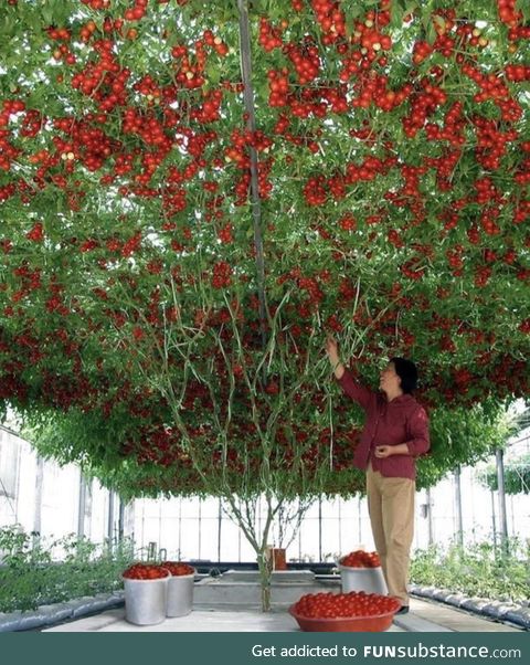 A very bountiful tomato plant