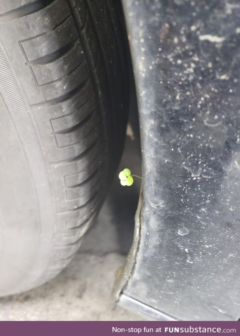 The odds of a single 4 leaf clover rooting into a fender line.