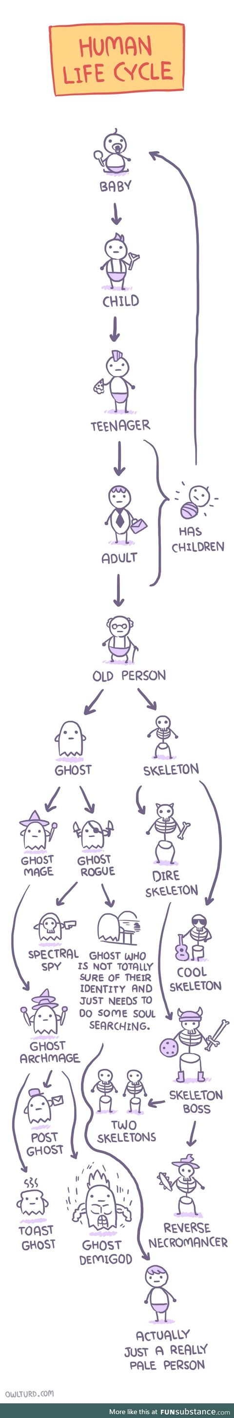 Human life cycle