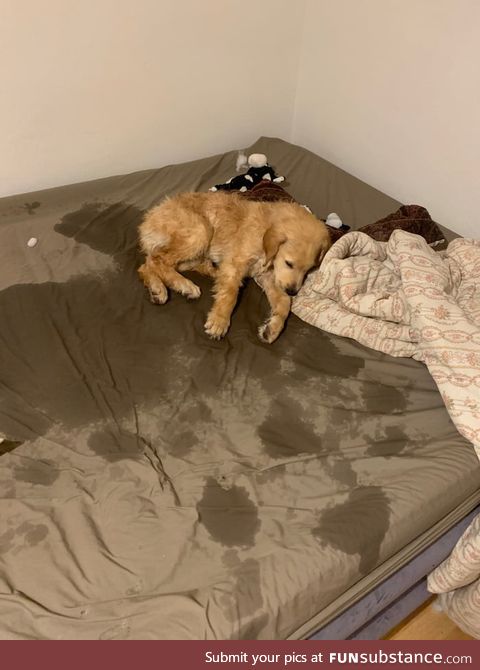 This guy couldn't wait the 0.5 seconds for me to grab the towel, and used the bed