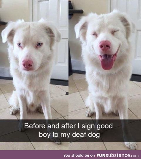 Now that's a good boy