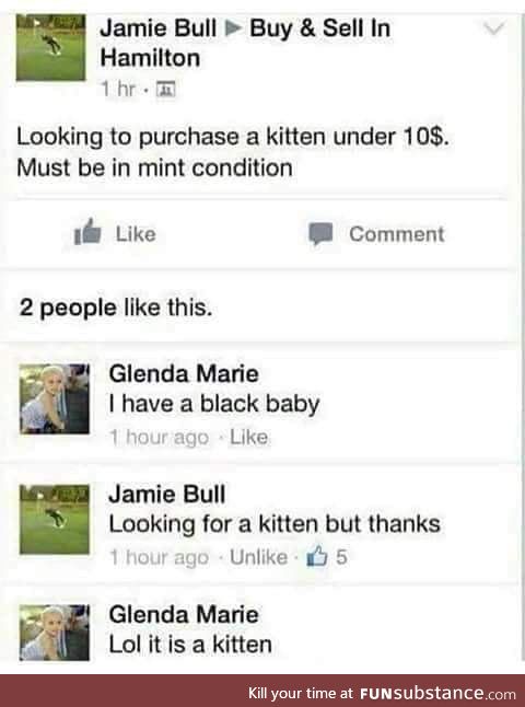Looking for a kitten