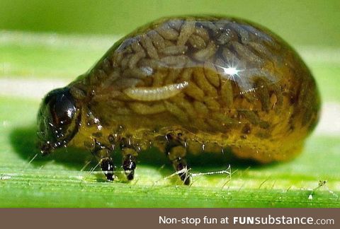 Beetle being eaten alive from the inside out by a parasitic wasp larvae