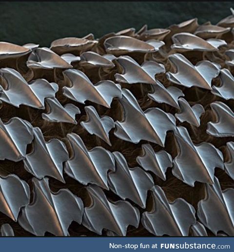 Shark skin under a microscope