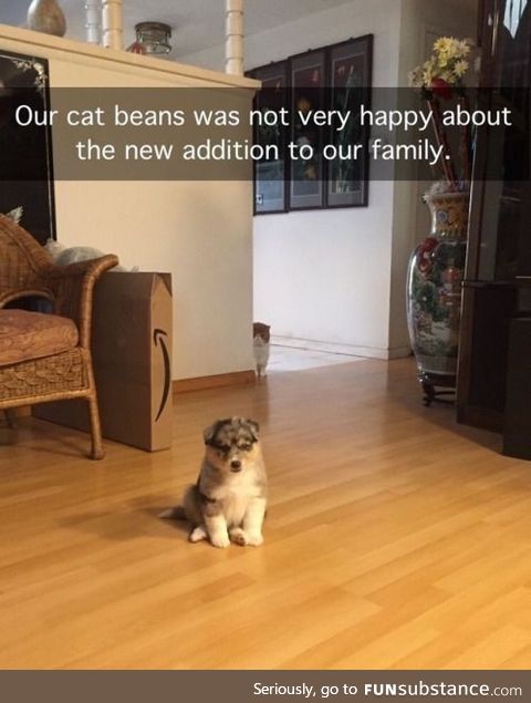 Beans