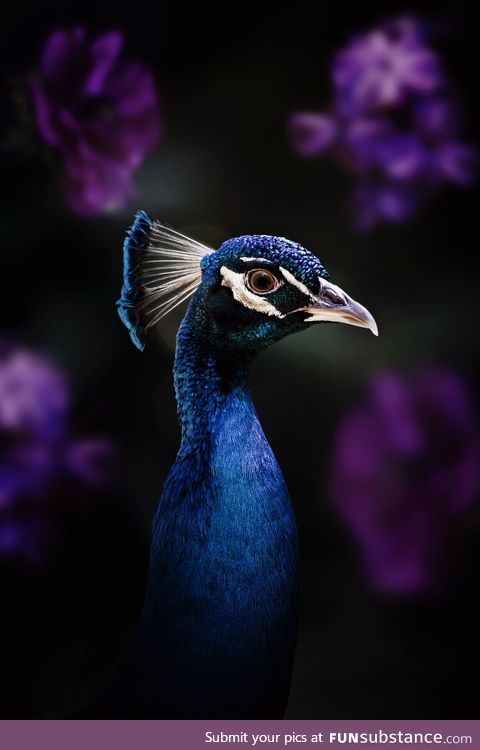 My friend has peacocks that live on her massive property. Here’s an image of one