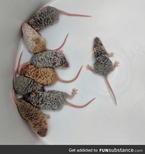 I’ve never seen mice with curls/waves before