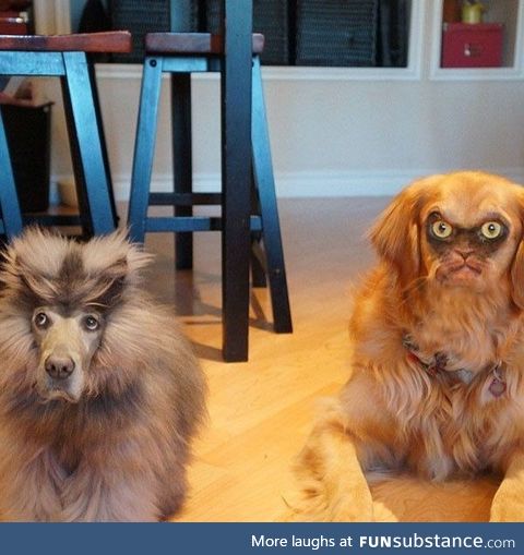 Cat and Dog faceswapped