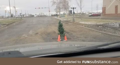 Someone in my town planted a tree in a notoriously big pot hole