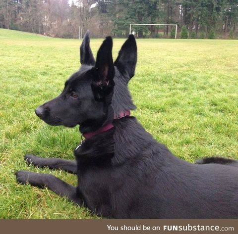 Panoramic Photo of my Dog. She turned her head at just the wrong/right moment