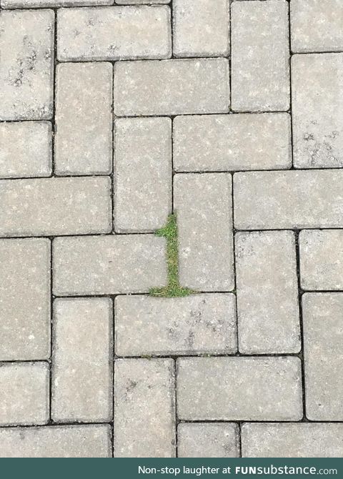 The moss at the ground near I work forms a perfect 1