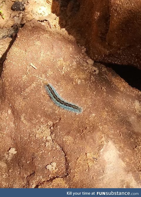 I found a blue caterpillar on my hike that I must share. That is all