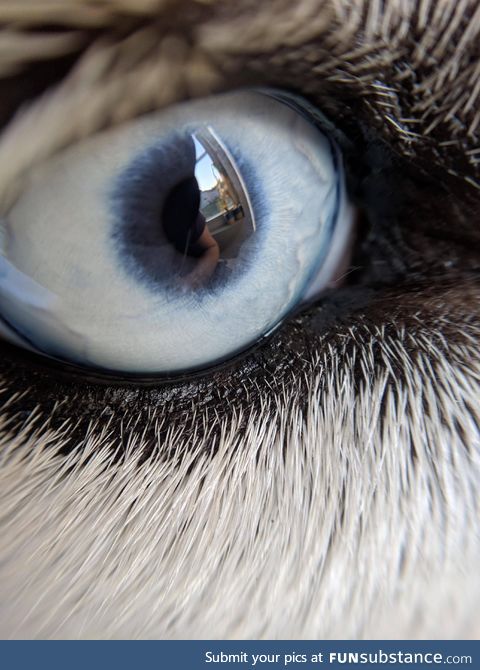 My husky's eye through a macro lens