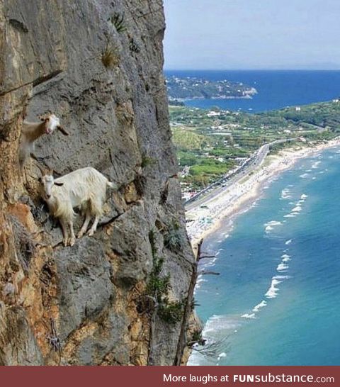 Mountain goats of Italy