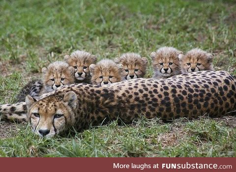 Cheetah family portrait