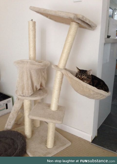 This cat is too heavy for his kitty tower