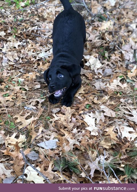 My black lab puppy, Nova